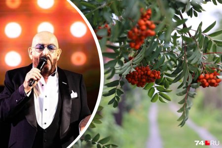 Шуфутинский и рябина