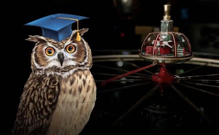 Сова что где когда