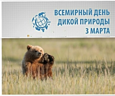 Информирование "Всемирный день дикой природы"