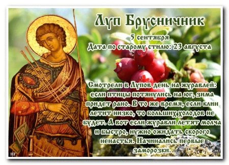 Луппа брусничник