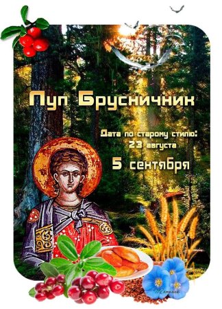 Луп брусничник 5 сентября