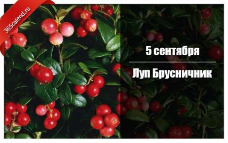 Праздник Луппа брусничник