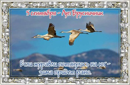 Луп брусничник народный праздник