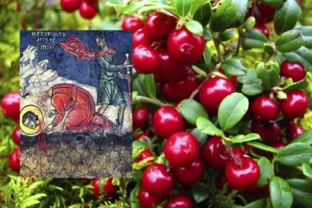 Луп брусничник 5 сентября картинки