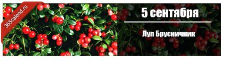 5 Сентября Луппа брусничник