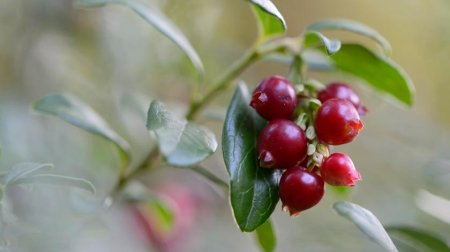 Луп брусничник 5 сентября