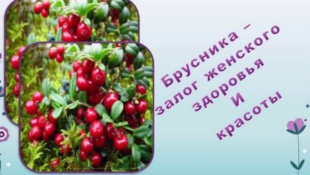 Луппа брусничник