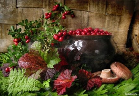 Луп брусничник народный