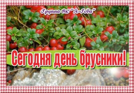 День брусники
