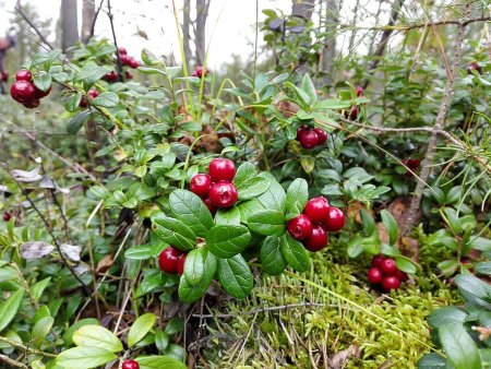 Красника Сахалинская