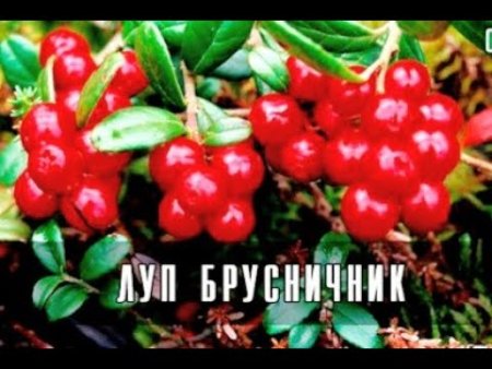Уголок народного календаря в Луппу брусничника ДОУ