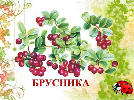 Картинки лекарственные растения для дошкольников