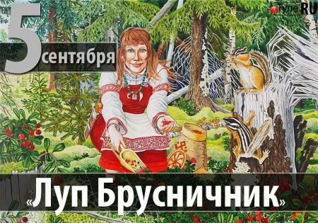 Луппа брусничник