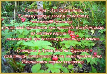 5 Сентября Луппа брусничник