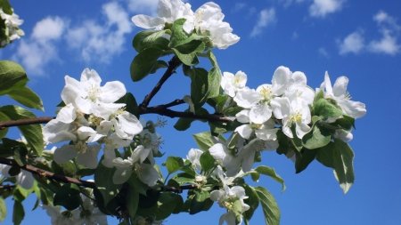 19 Апреля день Евтихия