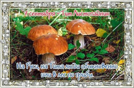 Тит грибник Листопадник