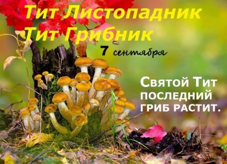 Тит грибник Листопадник