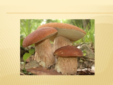 Народный календарь 7 сентября Тит Листопадник