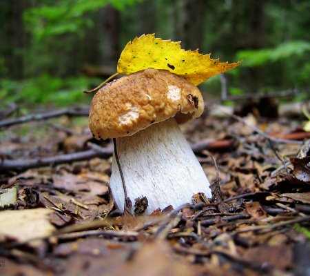 Осенние грибы