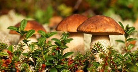 Фон для рабочего стола грибы