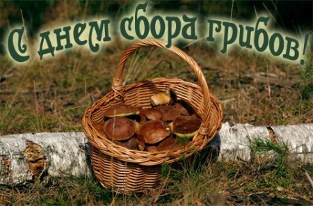 День грибов праздник
