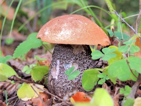 Капыты грибы