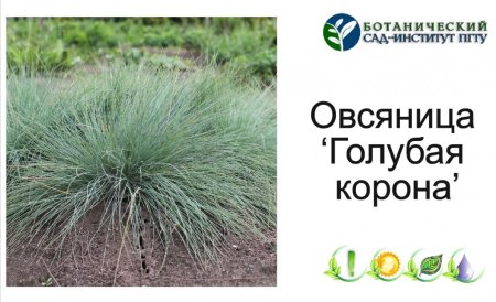 Овсяница ложнодалматская