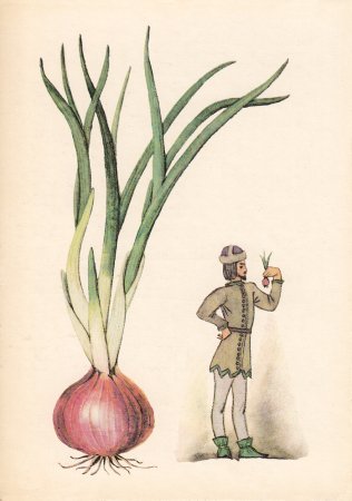 Семейство Лилейные лук репчатый