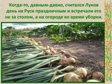 Луков день 20 сентября