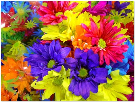 Разноцветные цветы