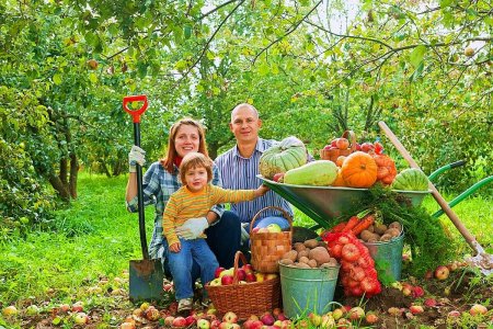 Сбор урожая в огороде