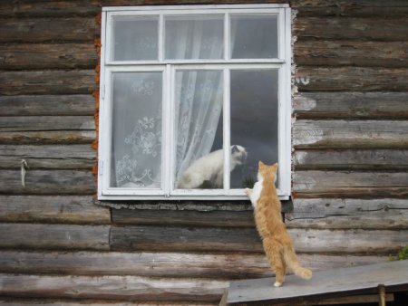 Заглядывает в окно