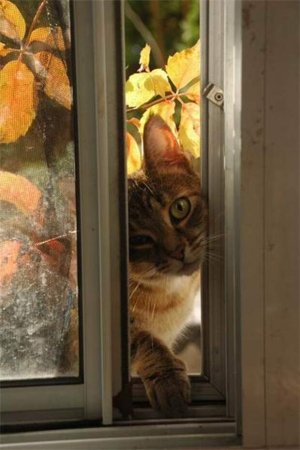 Кот за окном