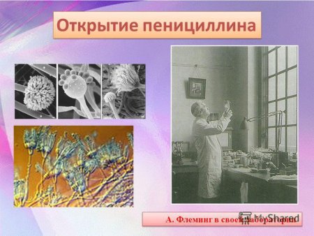 Флеминг пенициллин презентация