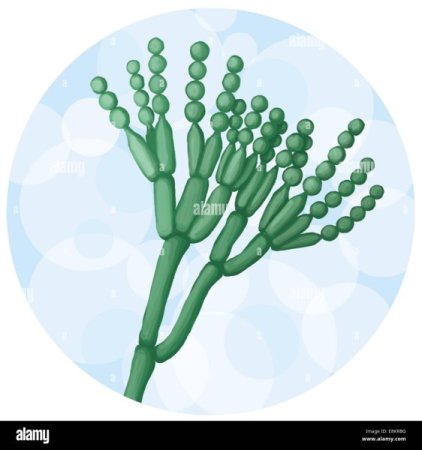 Пеницилл рисунок