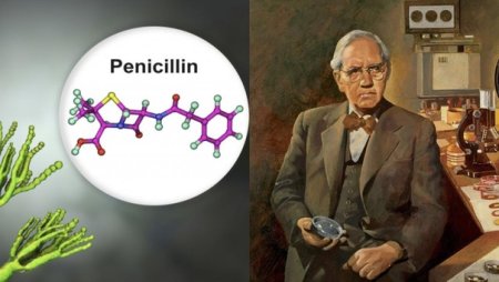 Александр Флеминг пенициллин Нобелевская премия