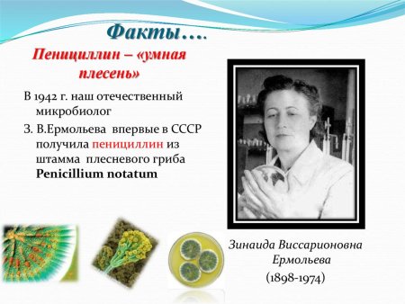 Пенициллин информация