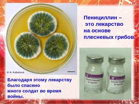 Антибиотики из плесени