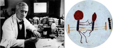 Александр Флеминг искусство