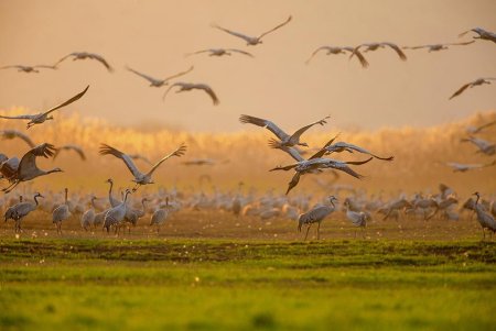 13. Куприянов день , Журавлиное вече