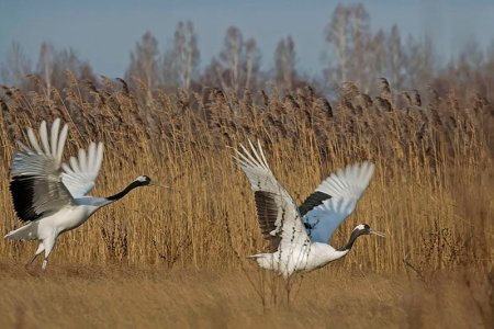 Куприянов день, Журавлиное вече