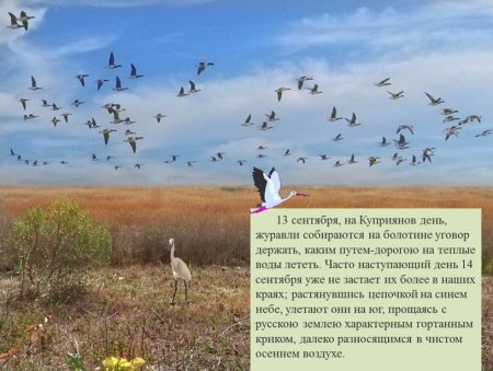 Куприянов день, Журавлиное вече