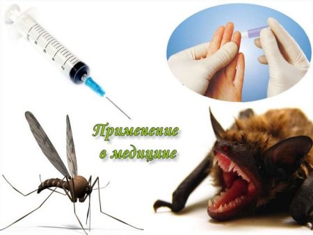 Бионика Магнитогорск ветеринарная