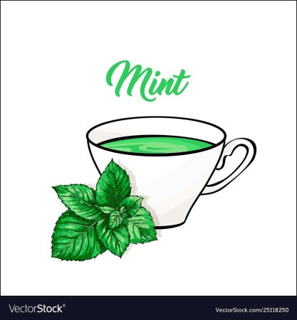 Чай с мятой вектор