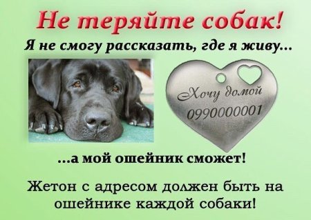 Не теряйте собак