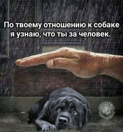 Высказывания об отношении к животным