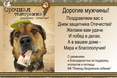С днем защитника Отечества собака