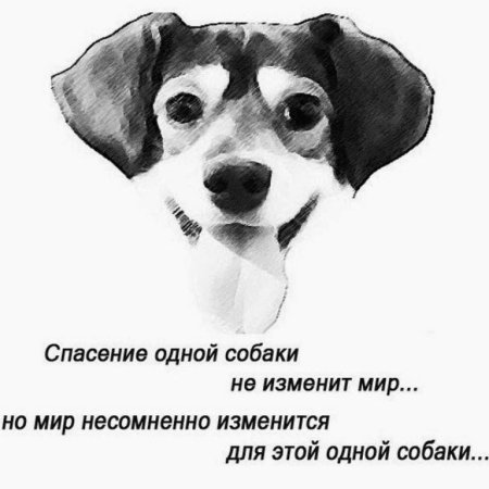 Цитаты о помощи животным бездомным