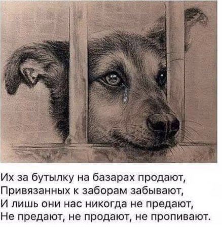 Стихи про брошенных животных