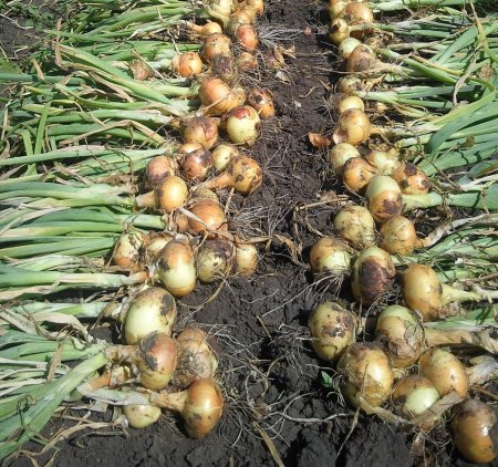 Неопалимая Купина народный календарь